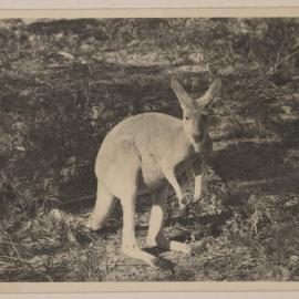 [Kangaroo at] Frankston Golf Links