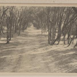 Carrum