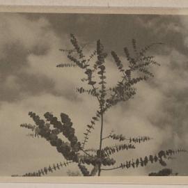 [Gum tree]