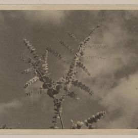 [Gum tree]