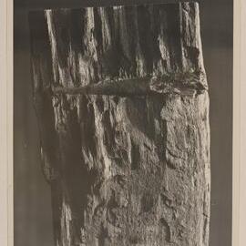 [Tree stump]
