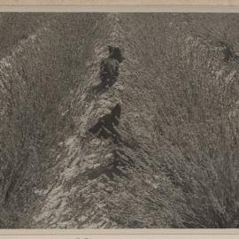 [Lavender at Westerfield]