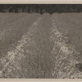 [Lavender at Westerfield]