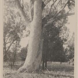 [Colly Creek, Quirindi]