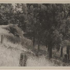 [Colly Creek, Quirindi]