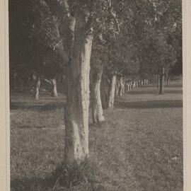 Melaleucas - Centennial Park, Sydney