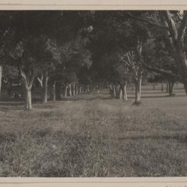 Melaleucas - Centennial Park, Sydney
