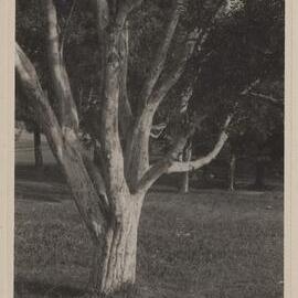 [Melaleucas - Centennial Park, Sydney]