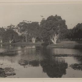 [Melaleucas - Centennial Park, Sydney]