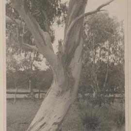 E. Coriacea [tree]