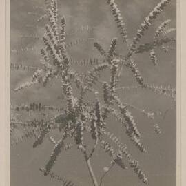 [Eucalyptus tree]