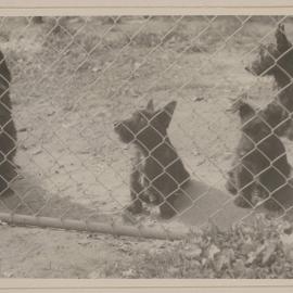 Miegunyah [four dogs]
