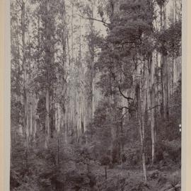 [Tall trees forest and ferns in foreground]