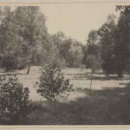 [Young Eucalyptus trees, Westerfield]