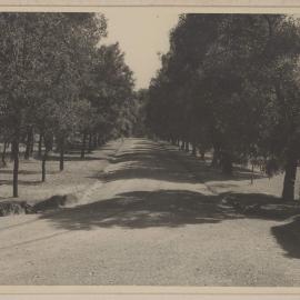Westerfield [tree lined driveway]