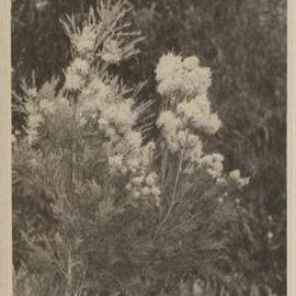 [Australian Native flora,] Westerfield