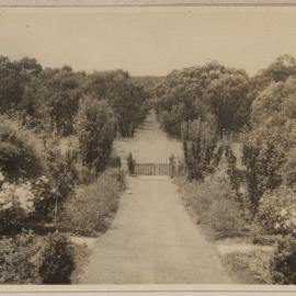 [View from back porch of Westerfield of the main garden path leading to bushland]