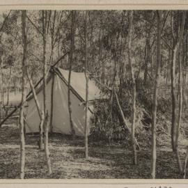[Pitched tent in bushland, Westerfield]