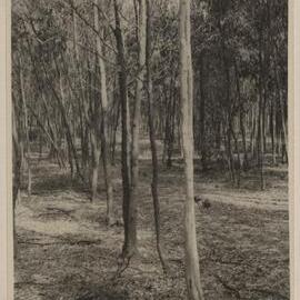 [Wattle tree plantation at Westerfield]