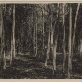 [Stripped wattle trees at Westerfield]
