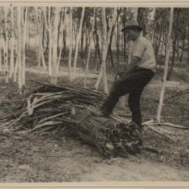 [Wattle-bark harvesting at] Westerfield