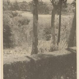 [Hedge merging into bushland]