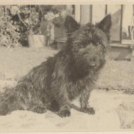 [Scottish Terrier dog at Westerfield]