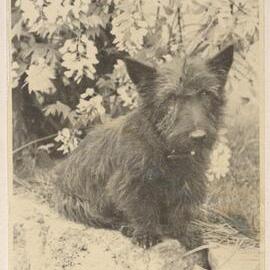 [Scottish Terrier dog]
