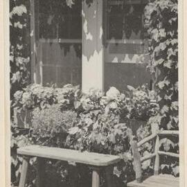 [Outdoor window garden setting, Westerfield]