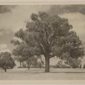 [Oak trees,] Seven Creeks 