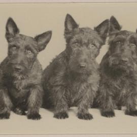 [Mabel and Russel Grimwade's three Scottish Terriers]
