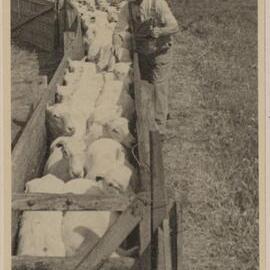 [Shorn sheep herded through chute at] Barwidgee [northeast Victoria]