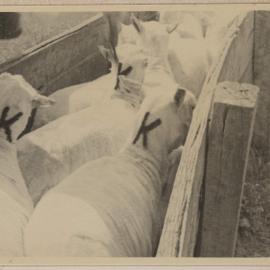 [Marked shorn sheep] Barwidgee [northeast Victoria]