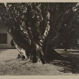 [Miegunyah feature tree] 