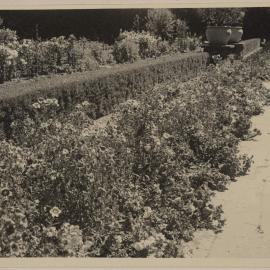 [Miegunyah landscaped garden featuring hedged wall]