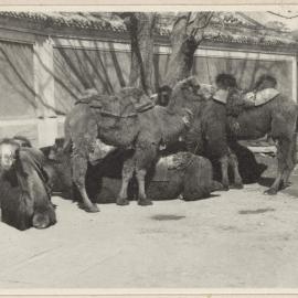 Summer Palace, Peiping [China]