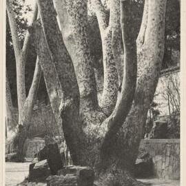 [Tree in Beijing, China]