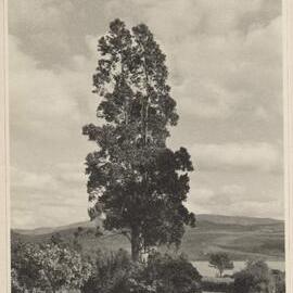 E. urnigera at Crarae Lodge Minard - Argyllshire [Scotland]