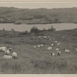 [Blackface Sheep herd grazing in meadow beside] Loch Awe [Scotland]