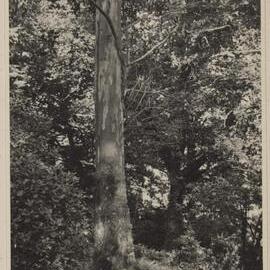 E. urnigera at Stonefield, Aryllshire [Scotland]