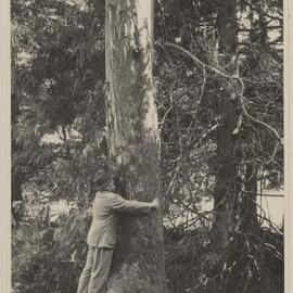 E. urnigera at Stonefield, Aryllshire [Scotland]