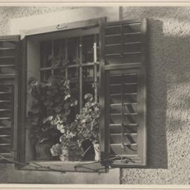 [Window with wooden shutters and potted creeping plant, Austria]