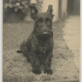 Andrew Mac, Miegunyah