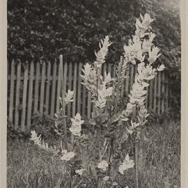 Eucalyptus Macrocarpa 4 years old, Miegunyah