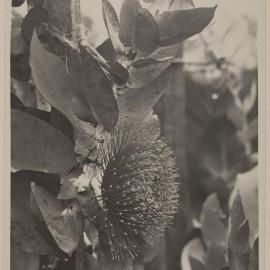 [Eucalyptus Macrocarpa,] 2/3 matured size 