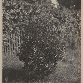 Euc. lehmannii - 3 years old Miegunyah