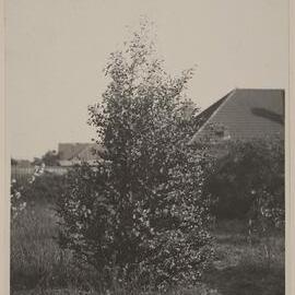 Euc. coccifera - 3 years old - Miegunyah