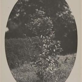 Euc. globulus  1 year old  Miegunyah