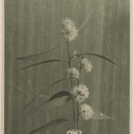 Flower of Euc. patentinervis