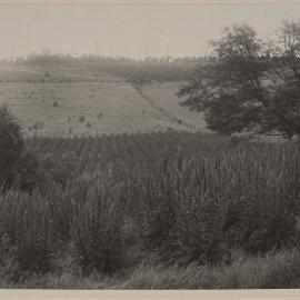 Crop of Digitalis purpurea - Emerald